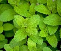 Olio Essenziale di Menta Piperita - 10 ml