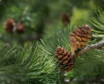 Olio Essenziale di Cirmolo Cuore - 10 ml