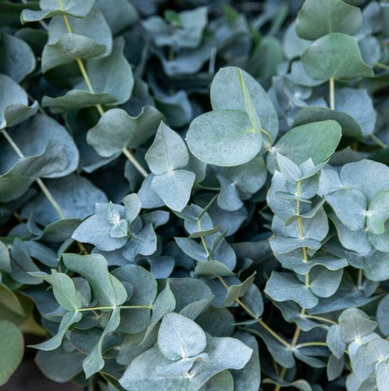 Olio Essenziale di Eucalipto Gunni - 5 ml